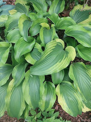 Хоста Манки Бизнес (Monkey Business) [L]