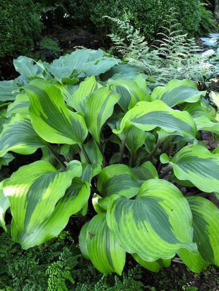 Хоста Манки Бизнес (Monkey Business) [L] купить с доставкой