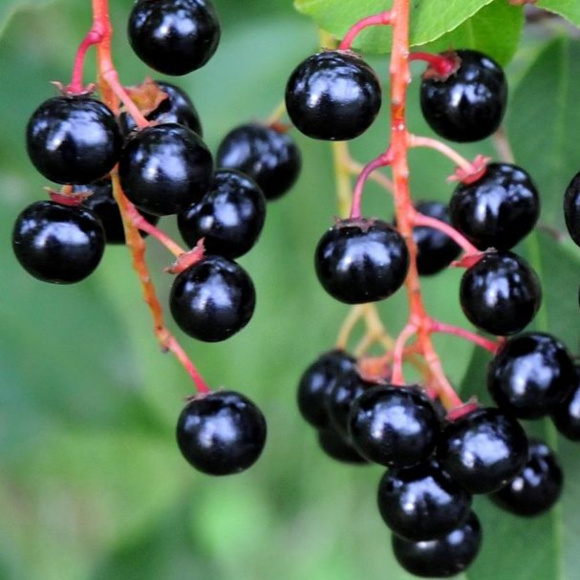 Ягоды черемухи краснолистной
