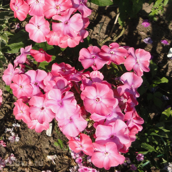 Флокс Золотая Русь купить с доставкой