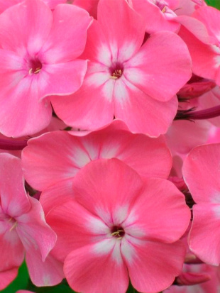 Флокс Золотая Русь