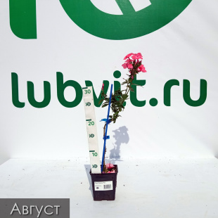 Флокс Золотая Русь