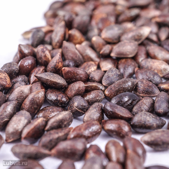 Сосна горная Мугус (Mughus) купить с доставкой