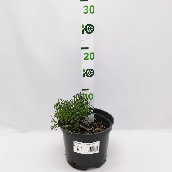 Сосна горная Мугус (Mughus) купить с доставкой