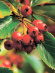 Боярышник Шарлаховый (Crataegus coccinea) купить с доставкой