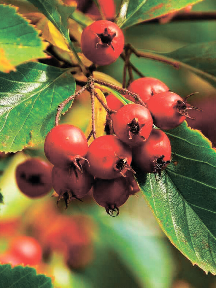 Боярышник Шарлаховый (Crataegus coccinea) купить с доставкой