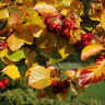 Боярышник Cливолистный (Prunifolia) можно купить недорого с доставкой в питомнике Любвитский