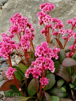 Бадан Драгонфлай Сакура (Dragonfly Sakura)