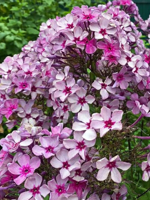 Флокс Гаврюша