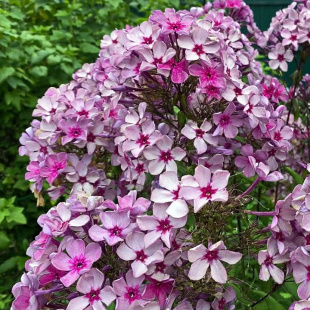 Флокс Гаврюша