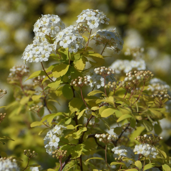 Спирея Аурея (Aurea) купить с доставкой