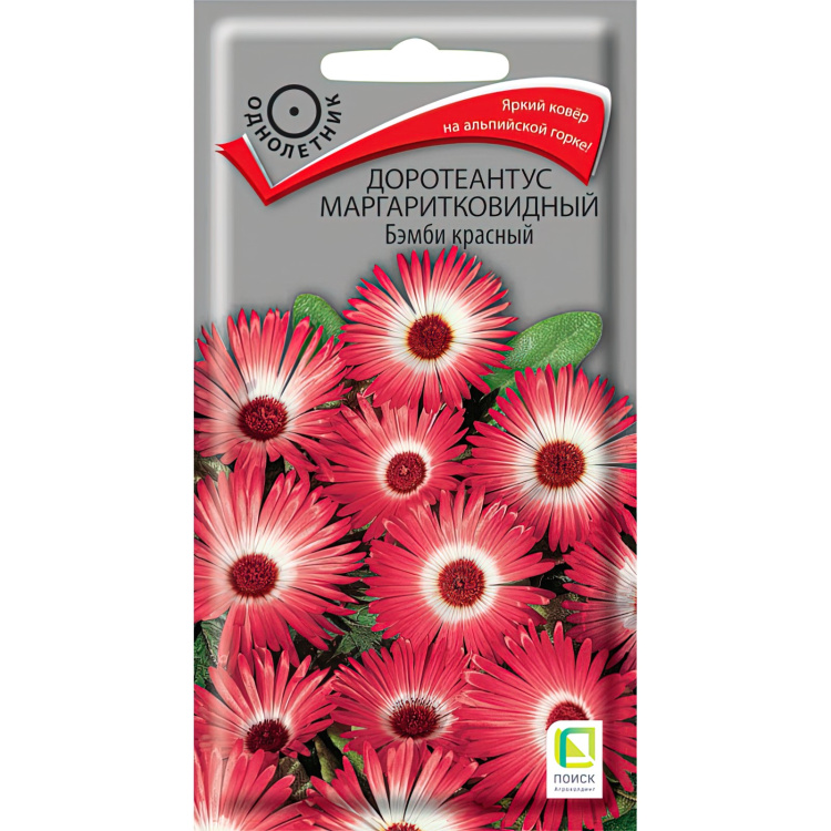 Доротеантус маргаритковидный Бэмби красный [Поиск] купить в интернет ...