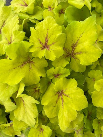 Гейхера Арт Тропико (Art Tropico) купить с доставкой Гейхера Арт Тропико (Art Tropico) купить с доставкой