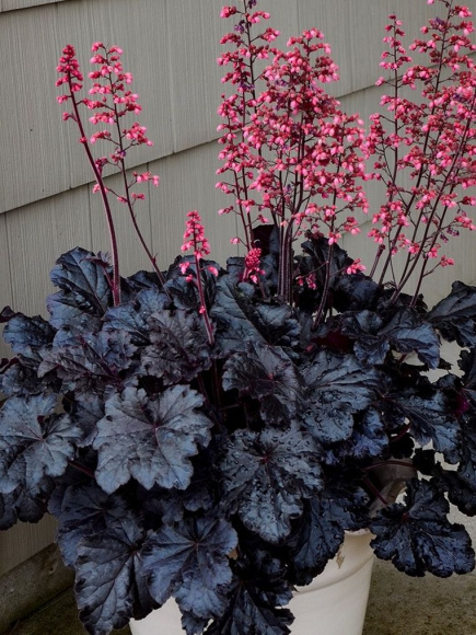 Гейхера Таймлес Найт (Timeless Night) купить с доставкой