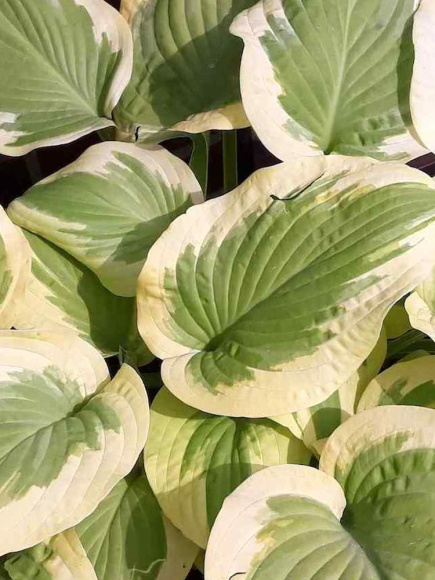 Хоста Дельта Даун (Delta Dawn) [M] купить с доставкой