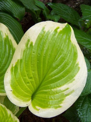 Хоста Дельта Даун (Delta Dawn) [M]