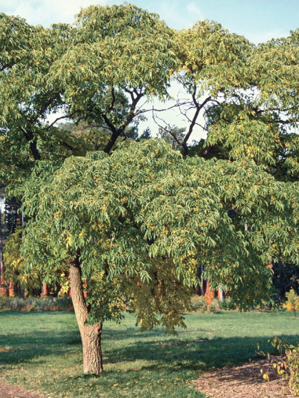 Бархат Амурский (Phellodendron amurense) купить с доставкой