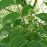 Бархат Амурский (Phellodendron amurense) можно купить недорого с доставкой в питомнике Любвитский