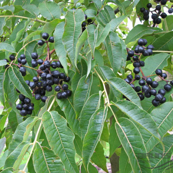 Бархат Амурский (Phellodendron amurense) купить с доставкой