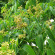 Бархат Амурский (Phellodendron amurense) с доставкой