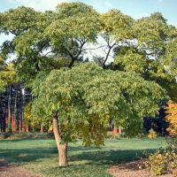 Бархат Амурский (Phellodendron amurense)