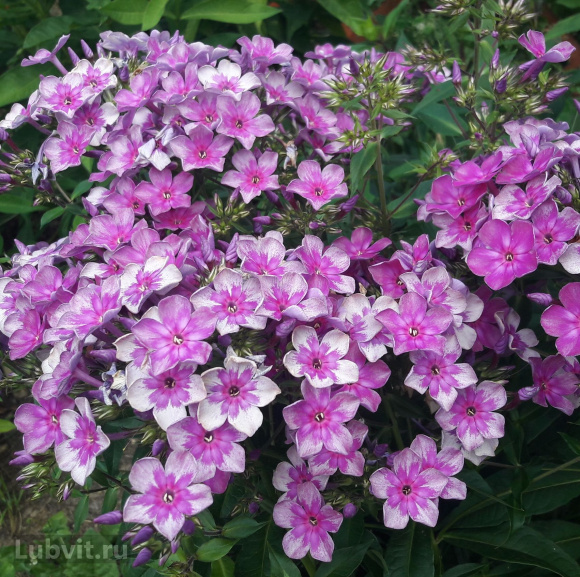 Флокс Звездочет купить с доставкой Флокс Звездочет купить с доставкой