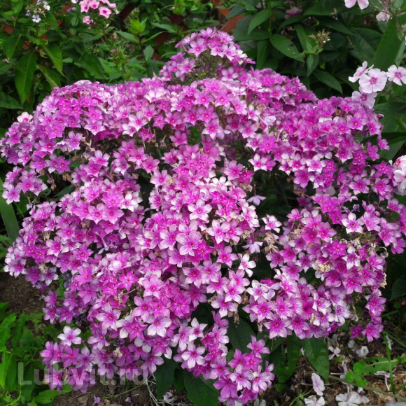 Флокс Звездочет купить с доставкой Флокс Звездочет купить с доставкой