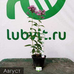 Флокс Звездочет