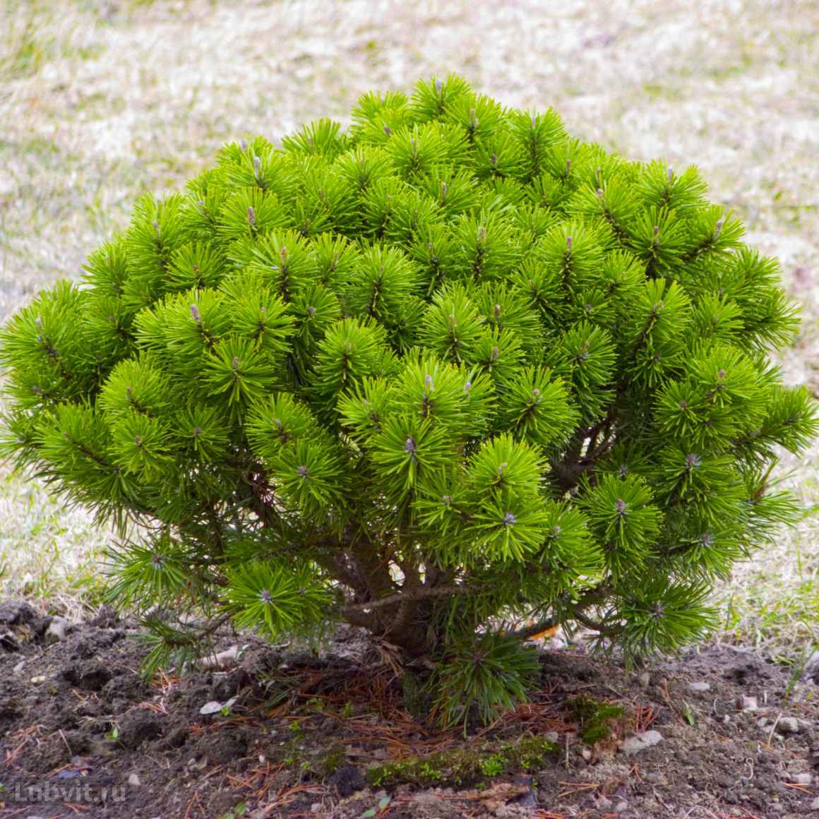 Сосна горная (Pinus mugo) купить в интернет-магазине Любвитского питомника  с доставкой почтой или транспортной по России