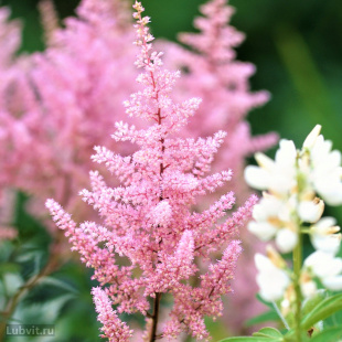 Астильба Светло-розовая