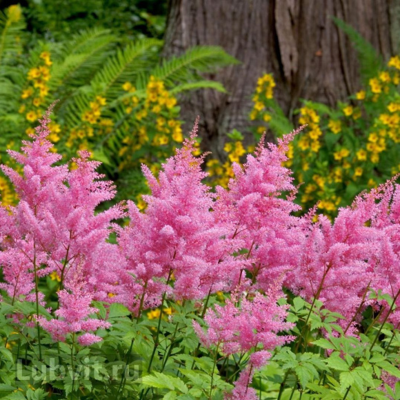 Астильба Светло-розовая купить с доставкой
