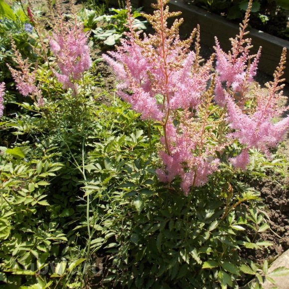 Астильба Светло-розовая купить с доставкой