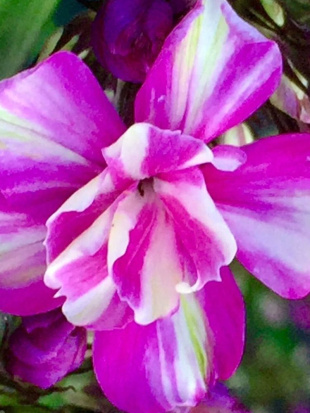 Флокс Квазимодо