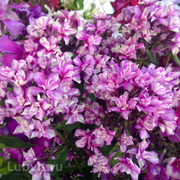 Флокс Квазимодо купить с доставкой Флокс Квазимодо купить с доставкой