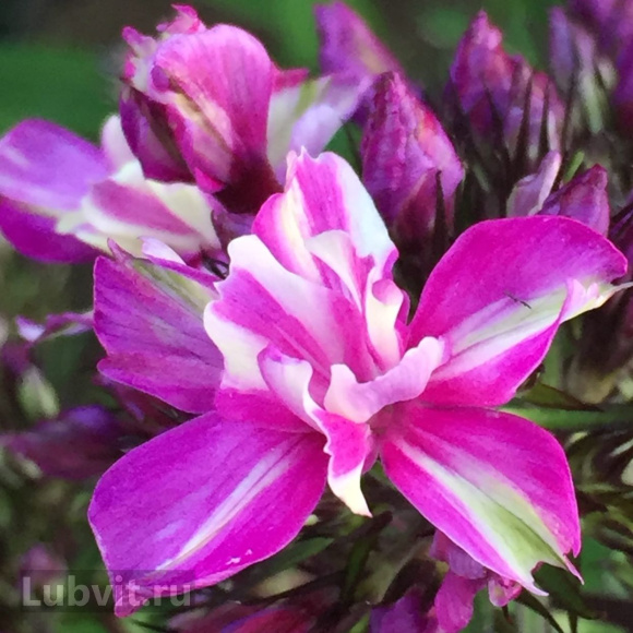 Флокс Квазимодо купить с доставкой Флокс Квазимодо купить с доставкой