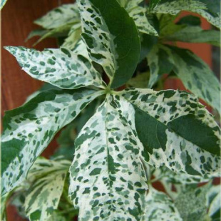 Девичий виноград Звездные Души (Monham) Девичий виноград Звездные Души (Monham)