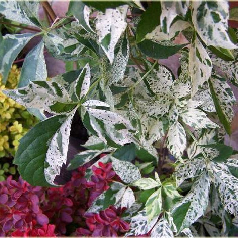 Девичий виноград Звездные Души (Monham) купить с доставкой