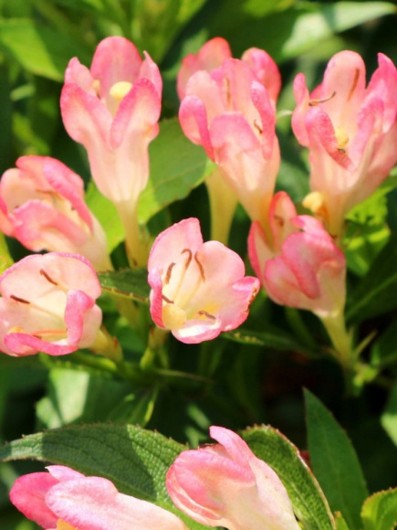 Вейгела Олл Саммер Пич (All Summer Peach) купить с доставкой Вейгела Олл Саммер Пич (All Summer Peach) купить с доставкой