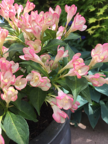 Вейгела Олл Саммер Пич (All Summer Peach) купить с доставкой Вейгела Олл Саммер Пич (All Summer Peach) купить с доставкой