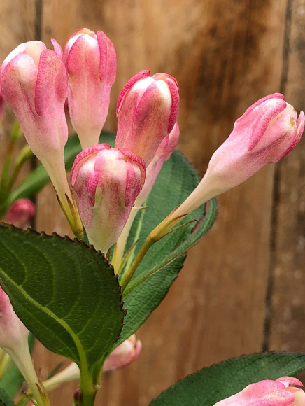 Вейгела Олл Саммер Пич (All Summer Peach) купить с доставкой Вейгела Олл Саммер Пич (All Summer Peach) купить с доставкой