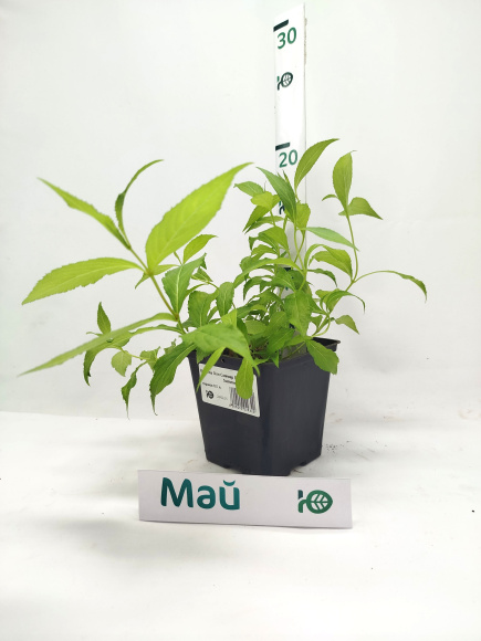 Вейгела Олл Саммер Пич (All Summer Peach) купить с доставкой