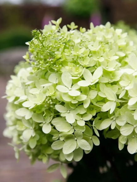 Гортензия Вайтлайт (Whitelight) метельчатая купить с доставкой