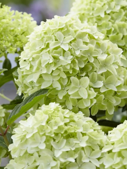 Гортензия Вайтлайт (Whitelight) метельчатая купить с доставкой