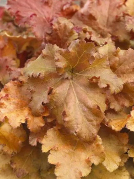 Гейхера Годжиберри (Gojiberry) купить с доставкой Гейхера Годжиберри (Gojiberry) купить с доставкой