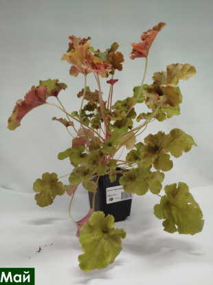 Гейхера Годжиберри (Gojiberry)