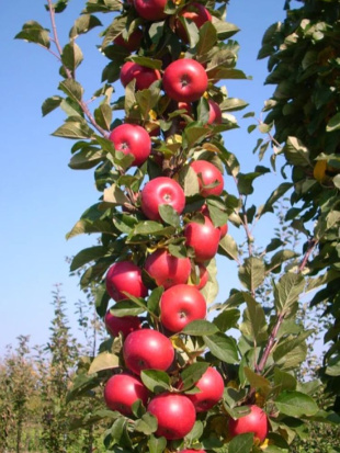 Яблоня Колоновидная Джин