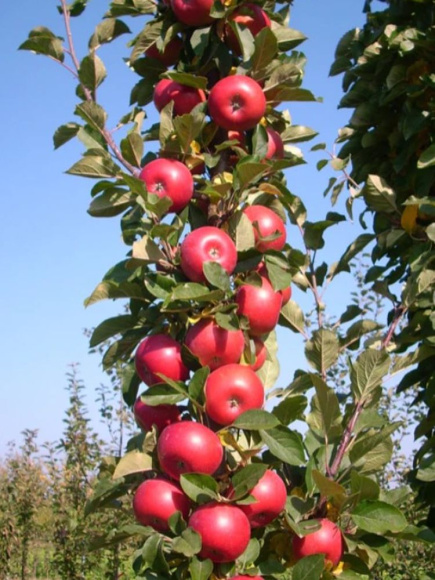 Яблоня Колоновидная Джин купить с доставкой