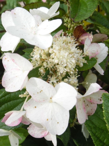 Гортензия Дартс Литтл Дот (Dart's Little Dot) метельчатая купить с доставкой
