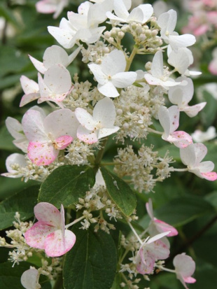 Гортензия Дартс Литтл Дот (Dart's Little Dot) метельчатая