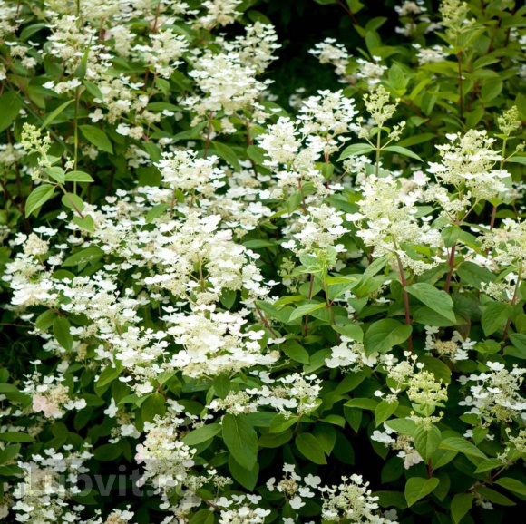 Гортензия Дартс Литтл Дот (Dart's Little Dot) метельчатая купить с доставкой